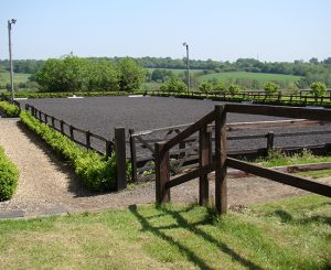 Dressage Training
